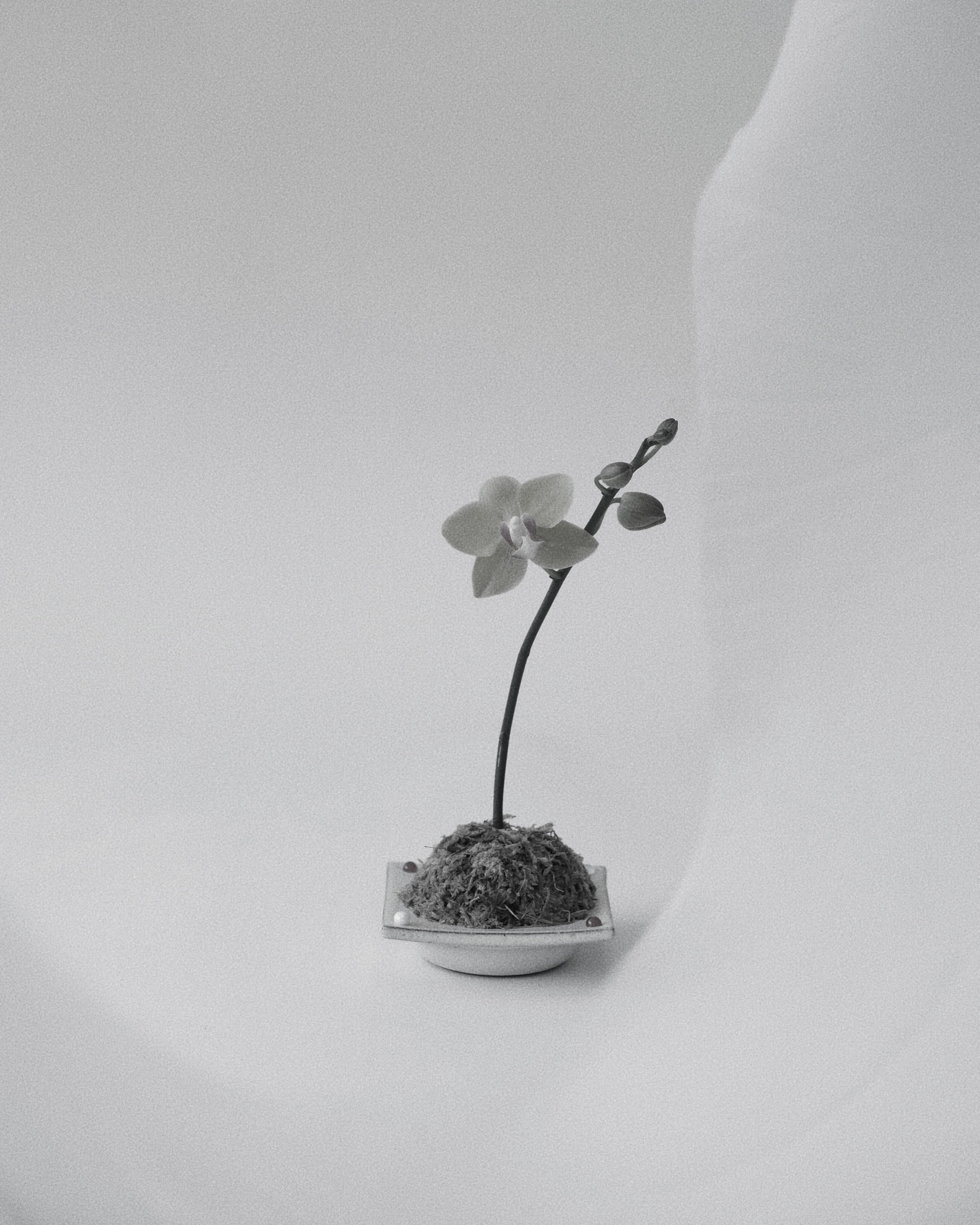 002 Kamenozoki Miniature Tray