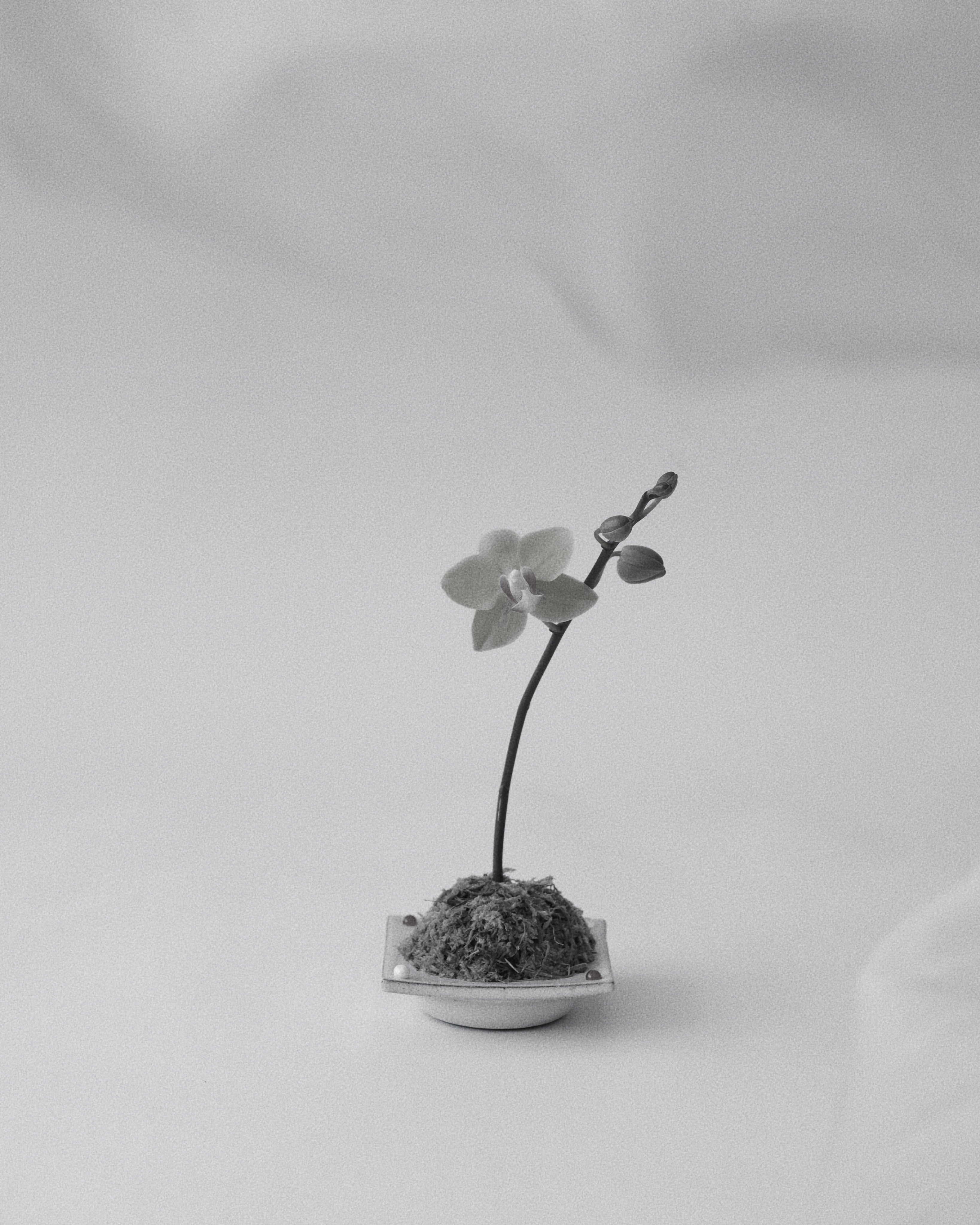 002 Kamenozoki Miniature Tray