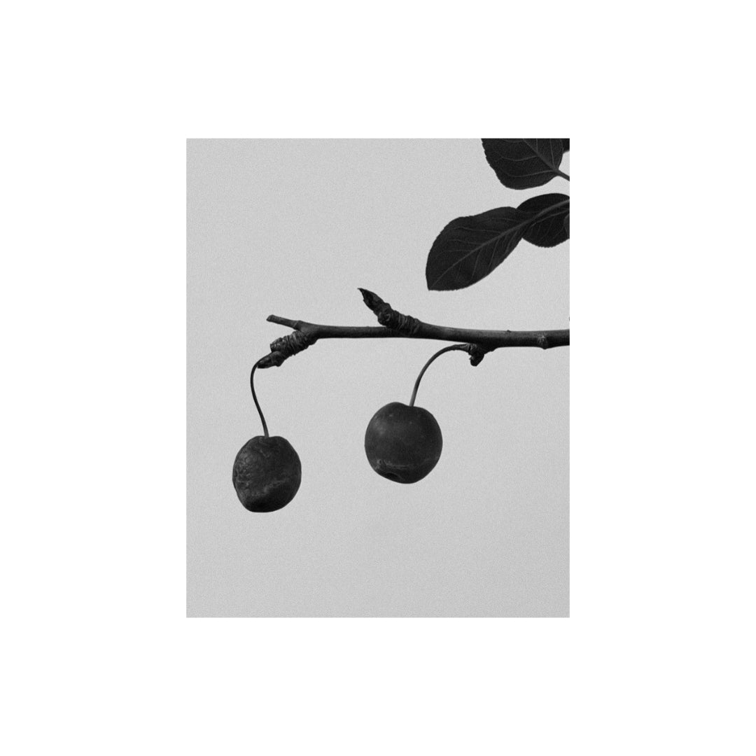 The founder's bonsai at MYJN Galerie, Petaling Jaya