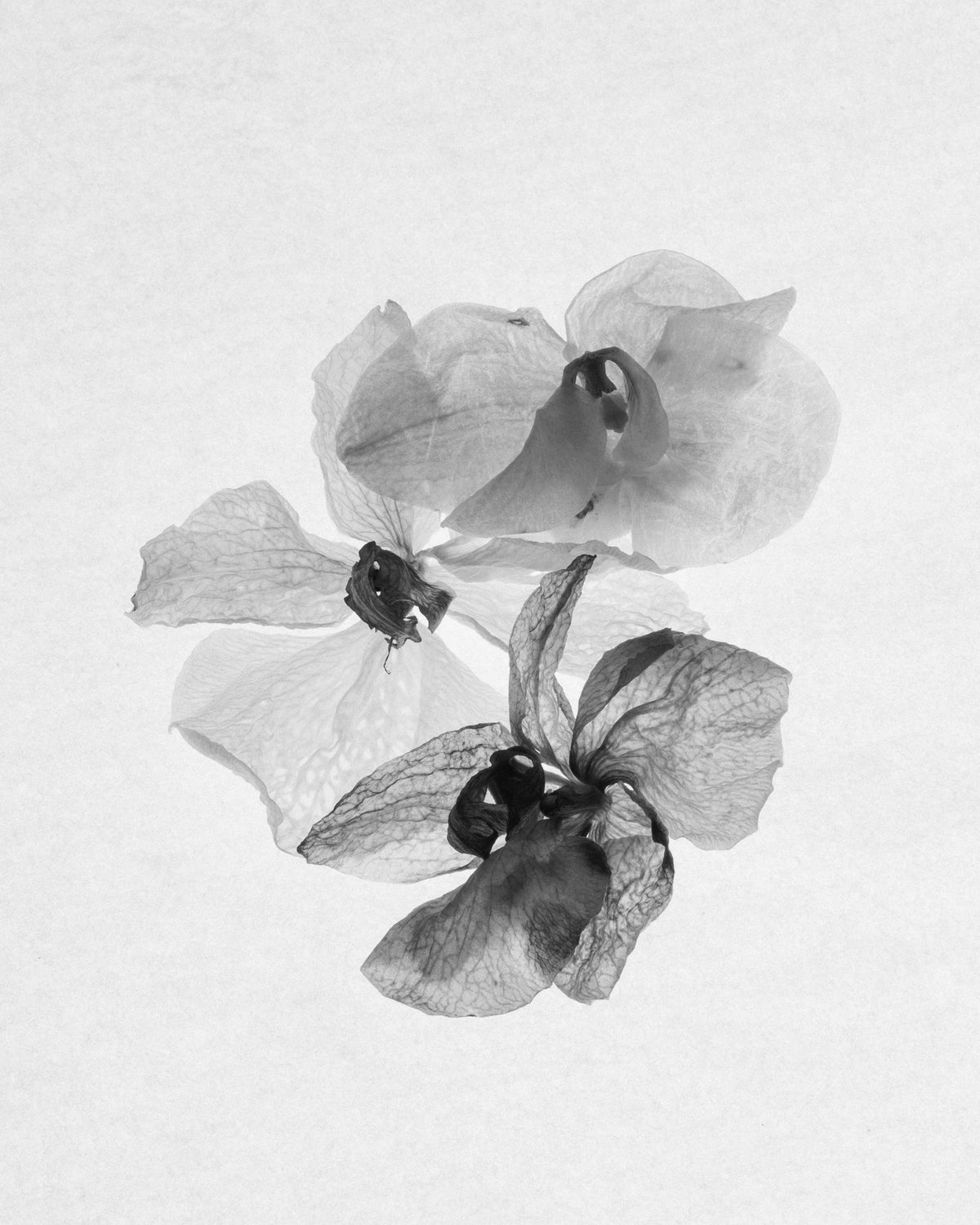 Black and white delight