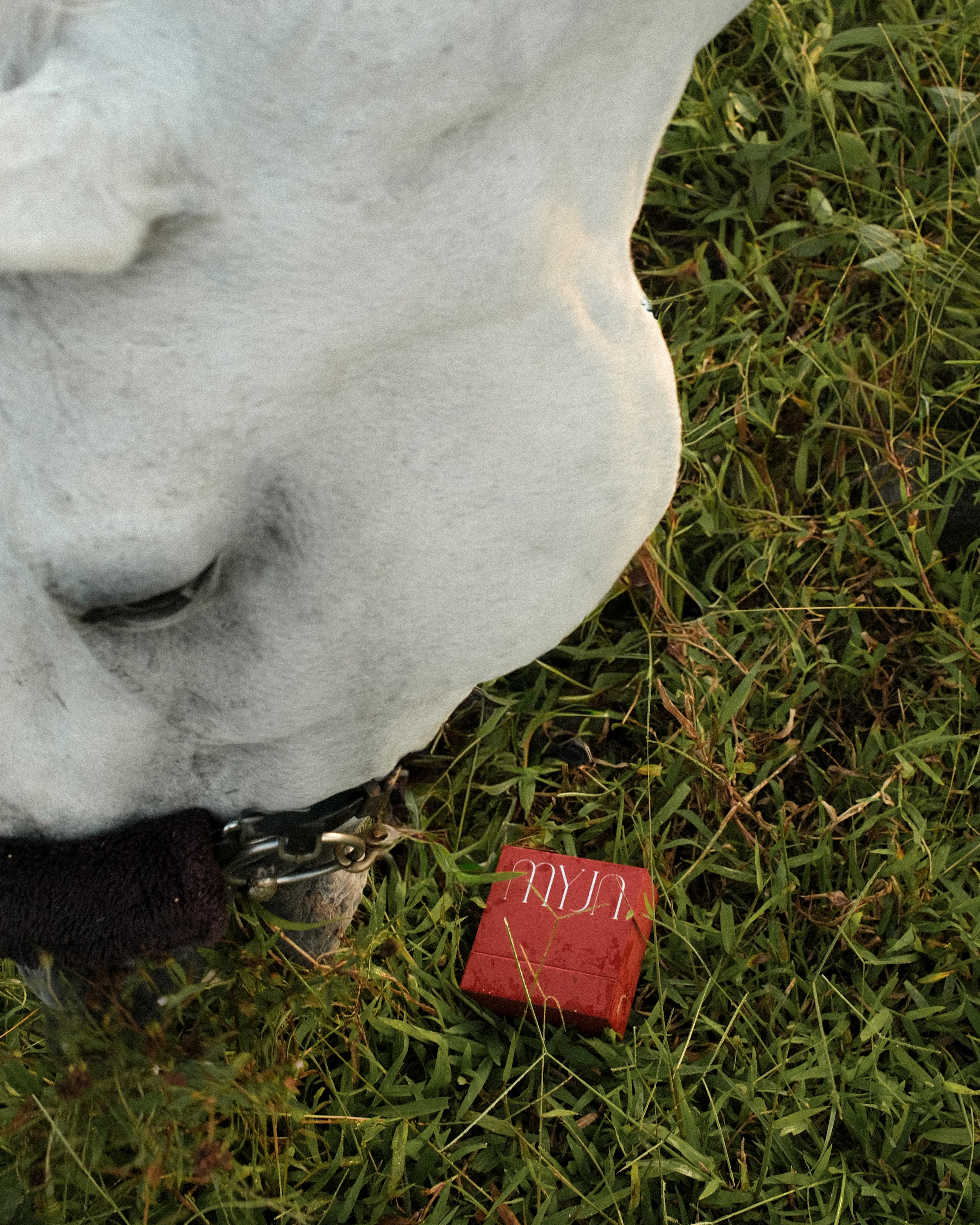 The "Gabi" Cherry Box (Lunar '26 Edit)