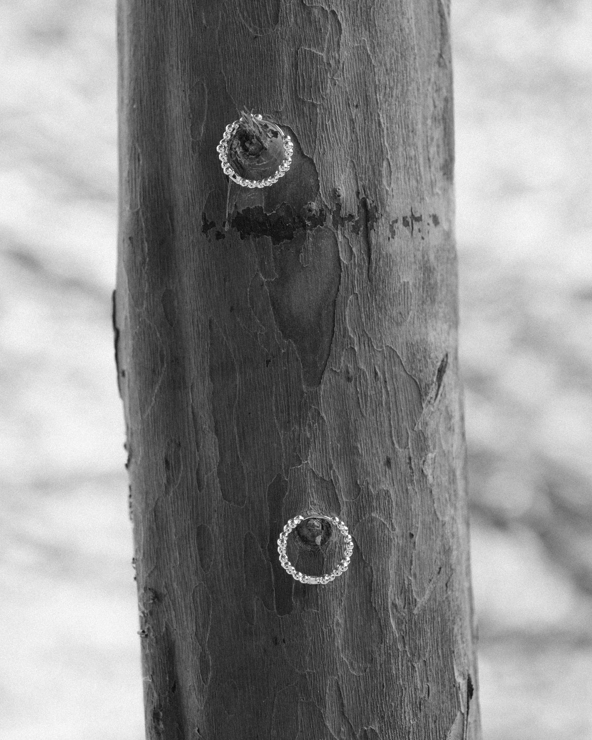 A delicate pair of silver floral-shaped hoop earrings hanging from a broken tree branch against the textured surface of an aged trunk. Captured in monochrome, the organic details of the bark and sculptural silver form create a poetic contrast between nature and craftsmanship, highlighted by soft natural light.