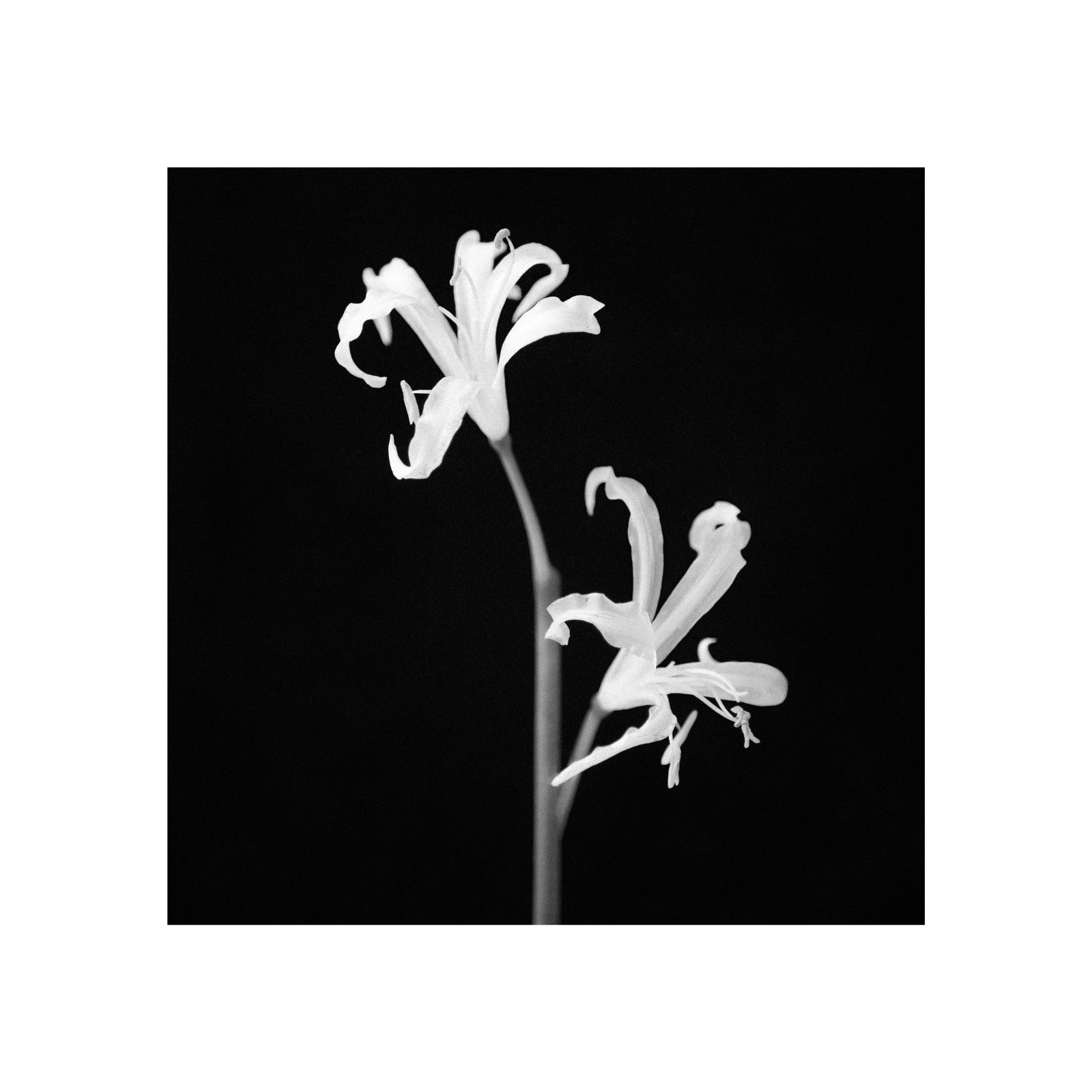 MYJN original black and white photography of delicate flowers in frame on dark background